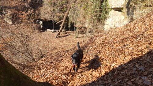 Pećina Podcintarnica