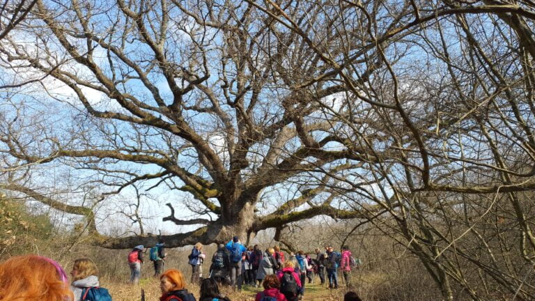Najstariji hrast na otoku Krku