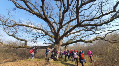 2. dionica Camino Krk