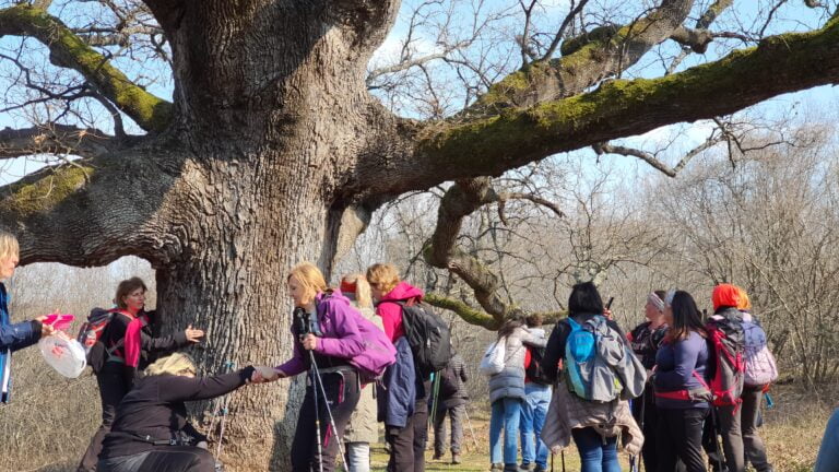 Najstariji hrast na otoku Krku