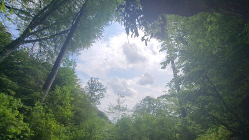 Prvomajska šetnja po šumi 🌳