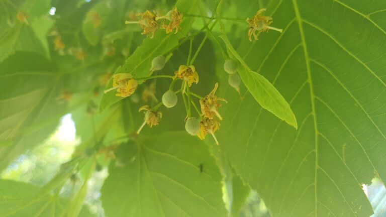 Planinarski dom Lipa-Rog