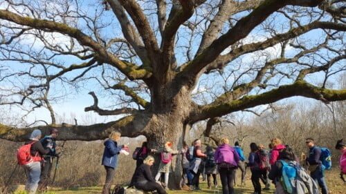 Najstariji hrast na otoku Krku