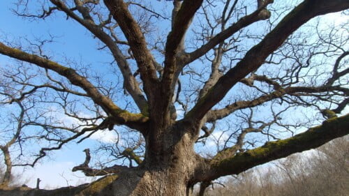 Najstariji hrast na otoku Krku