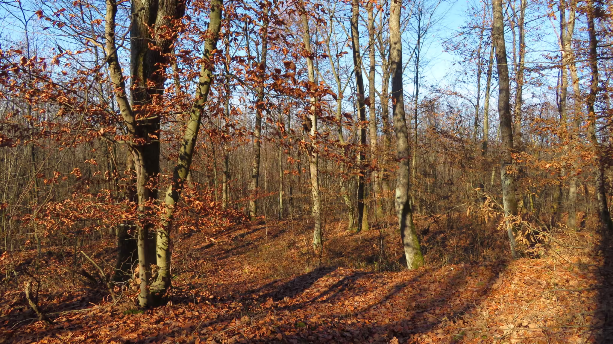 Šuma Pleća