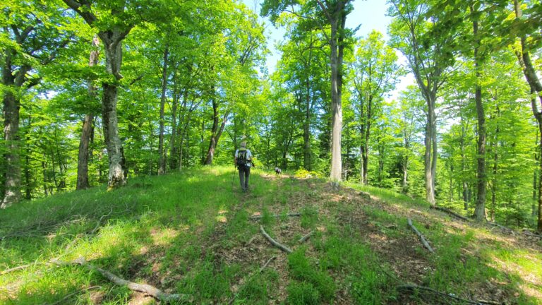 Vrh Velja glava 704 m