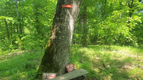Vrh Veljina Glava 704 m
