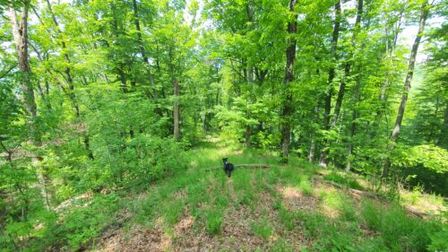 Psunj: vrh Velja glava i poučne staze