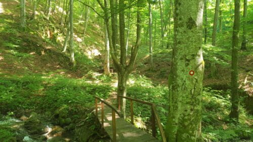 Staza šumskog kestena, šumskog potoka i šumskog izvora