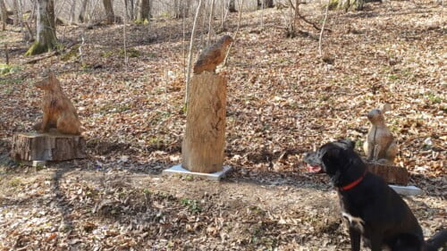 Izlet na Strmcu, ispod Psunja i šetnja do Cernika