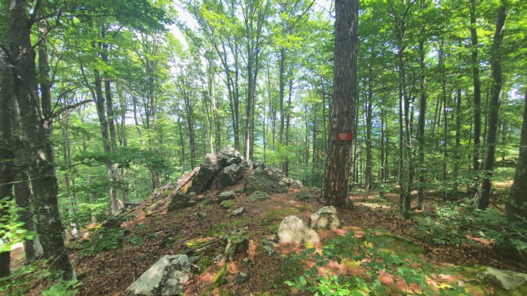 Vrh Gornji Previt 797 m