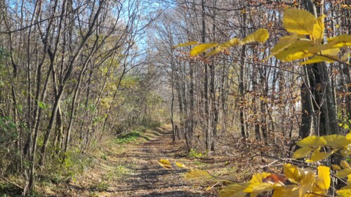 Šetnja cerničkim brdima IV.