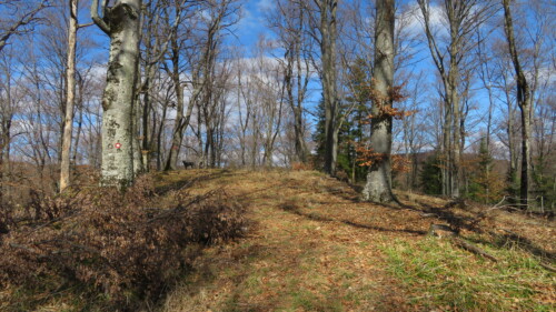 Vrh Veljina Glava 704 m