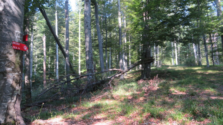 Vrh Gornji Previt 797 m